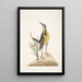 Ornithogalum liteum c La petite étoile jaune Alauda Magna La grande alouette - Mark Catesby — gerahmtes Bild an der Wand
