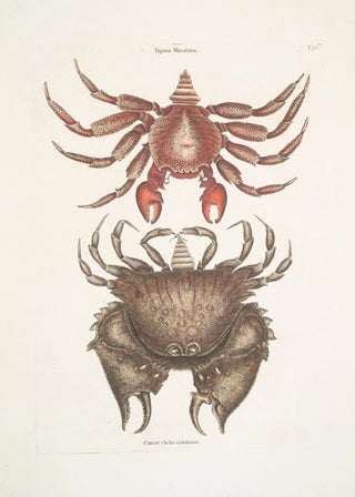 Mark Catesby - Pagurus Maculatus The res mottled RoskCrab Cancer chelis crassissimis The roughshelld Crab.webp