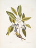 Parus Americanus lutescens Der Kiefernsteiger Ligustrum Lauri folio Der Purpurbeeren-Laurbaum - Mark Catesby — Ansicht des Kunstwerks