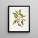 Parus Americanus lutescens Der Kiefernsteiger Ligustrum Lauri folio Der Purpurbeeren-Laurbaum - Mark Catesby — gerahmtes Bild an der Wand