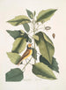 Parus coucou noir Die Meise mit Kapuze Tupelo Arbor L'eau Tupelo - Mark Catesby — Ansicht des Kunstwerks
