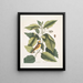 Parus coucou noir Die Meise mit Kapuze Tupelo Arbor L'eau Tupelo - Mark Catesby — gerahmtes Bild an der Wand