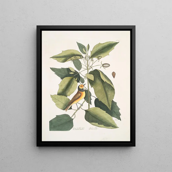 Mark Catesby - Parus cucullo nigro The Hooded Titmous Tupelo Arbor The water Tupelo.webp