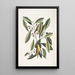 Parus luteus Die Gelbe Meise Laurus Carolinensis Der Rote Lorbeer - Mark Catesby — gerahmtes Bild an der Wand