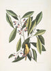 Parus luteus Die Gelbe Meise Laurus Carolinensis Der Rote Lorbeer - Mark Catesby — Ansicht des Kunstwerks
