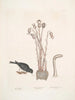 Passer le chapitre Nivaluis The Snowbird Orobanche Virginiana c Broomrape Fungus dans Toadstool - Mark Catesby — Ansicht des Kunstwerks