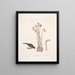 Passer le chapitre Nivaluis The Snowbird Orobanche Virginiana c Broomrape Fungus dans Toadstool - Mark Catesby — gerahmtes Bild an der Wand