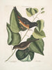 Moineau noir aux yeux rouges L'oiseau Towhe Moineau brun L'oiseau Cowpen - Mark Catesby — Ansicht des Kunstwerks