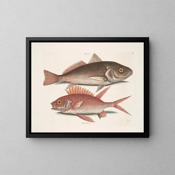 Perca et le Crocodile Perca rubra et l'Écureuil - Mark Catesby — gerahmtes Bild an der Wand
