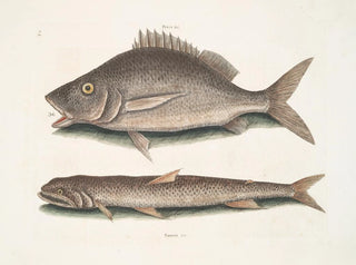 Perca, der Fisch von Margate, Saurus, der Seeadler - Mark Catesby — Ansicht des Kunstwerks