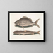 Perca, der Fisch von Margate, Saurus, der Seeadler - Mark Catesby — gerahmtes Bild an der Wand