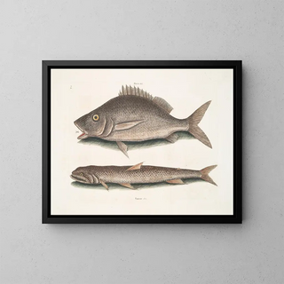 Perca, der Fisch von Margate, Saurus, der Seeadler - Mark Catesby — gerahmtes Bild an der Wand
