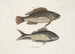Perca c Der schwarze Fisch Perca cauda nigra Der schwarze Schwanz - Mark Catesby — Ansicht des Kunstwerks