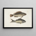 Perca c Der schwarze Fisch Perca cauda nigra Der schwarze Schwanz - Mark Catesby — gerahmtes Bild an der Wand