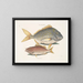 Der Fisch Porc Perca rhomboidalis und der Schulleiter Perca pinnis - Mark Catesby — gerahmtes Bild an der Wand