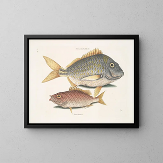 Mark Catesby - Perca rhomboidalis c The Pork Fish Perca Piunis pinnis c The Schoolmaster.webp