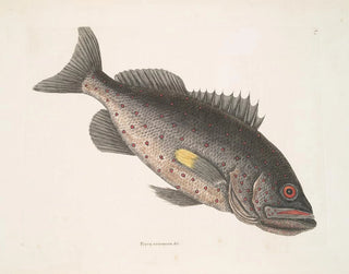 Mark Catesby - Perca venenosa c The RockFish.webp