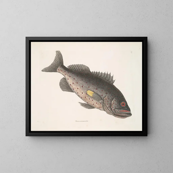 Giftiger Barsch c Le RockFish - Mark Catesby — gerahmtes Bild an der Wand