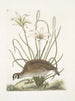 Perdrix sauvage de Virginie La perdrix d'Amérique Lilio narcissus Virginiensis Le lys Attamusco - Mark Catesby — Ansicht des Kunstwerks