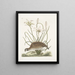 Perdrix sauvage de Virginie La perdrix d'Amérique Lilio narcissus Virginiensis Le lys Attamusco - Mark Catesby — gerahmtes Bild an der Wand