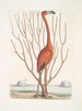Phoenicopterus Bahamensis Le Flamingo rose Keratophiton c - Mark Catesby — Ansicht des Kunstwerks