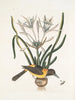 Pica luteonigra varia Le Pye jaune et noir Lilio-Narcissus Polianthus Vespa Ichneumon coerulea - Mark Catesby — Ansicht des Kunstwerks