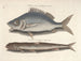 Bilder von Fischen, Schlangen, Insekten und anderen Tieren sowie einiger Pflanzen - Mark Catesby — Ansicht des Kunstwerks