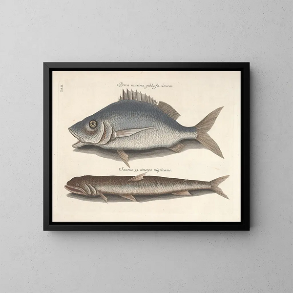 Bilder von Fischen, Schlangen, Insekten und anderen Tieren sowie einiger Pflanzen - Mark Catesby — gerahmtes Bild an der Wand