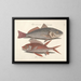 Bilder von Fischen, Schlangen, Insekten und anderen Tieren sowie einiger Pflanzen - Mark Catesby — gerahmtes Bild an der Wand
