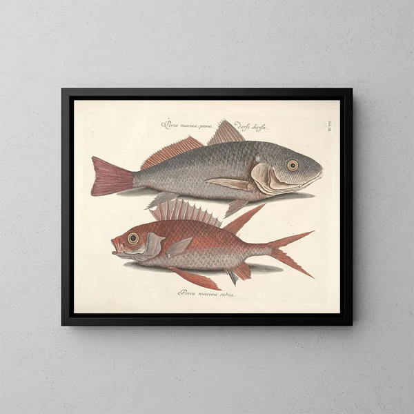 Bilder von Fischen, Schlangen, Insekten und anderen Tieren sowie einiger Pflanzen - Mark Catesby — gerahmtes Bild an der Wand