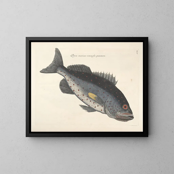 Bilder von Fischen, Schlangen, Insekten und anderen Tieren sowie einiger Pflanzen - Mark Catesby — gerahmtes Bild an der Wand