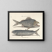 Bilder von Fischen, Schlangen, Insekten und anderen Tieren sowie einiger Pflanzen - Mark Catesby — gerahmtes Bild an der Wand