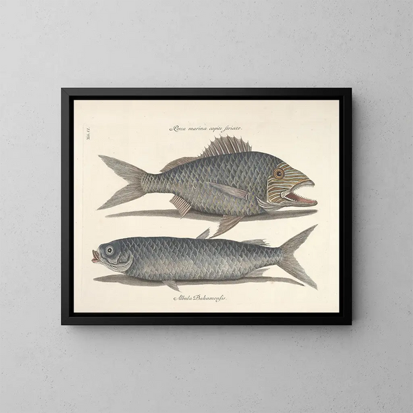 Bilder von Fischen, Schlangen, Insekten und anderen Tieren sowie einiger Pflanzen - Mark Catesby — gerahmtes Bild an der Wand