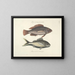 Bilder von Fischen, Schlangen, Insekten und anderen Tieren sowie einiger Pflanzen - Mark Catesby — gerahmtes Bild an der Wand