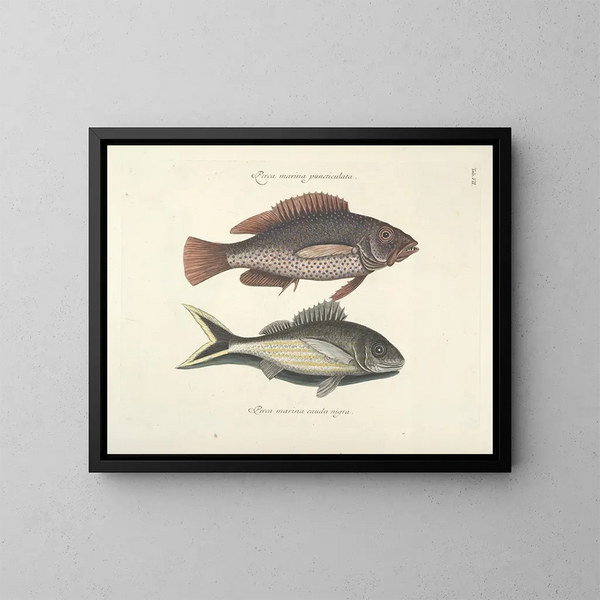 Bilder von Fischen, Schlangen, Insekten und anderen Tieren sowie einiger Pflanzen - Mark Catesby — gerahmtes Bild an der Wand