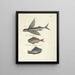 Fische, Schlangen, Insekten und einige andere Tiere sowie einige Pflanzenfotos Pl008 - Mark Catesby — gerahmtes Bild an der Wand