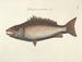 Bilder von Fischen, Schlangen, Insekten und anderen Tieren sowie einiger Pflanzen - Mark Catesby — Ansicht des Kunstwerks
