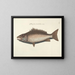 Bilder von Fischen, Schlangen, Insekten und anderen Tieren sowie einiger Pflanzen - Mark Catesby — gerahmtes Bild an der Wand