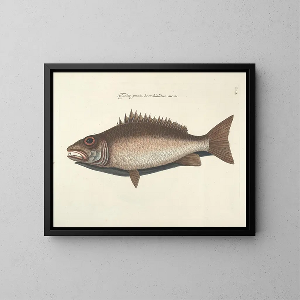 Bilder von Fischen, Schlangen, Insekten und anderen Tieren sowie einiger Pflanzen - Mark Catesby — gerahmtes Bild an der Wand