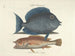 Bilder von Fischen, Schlangen, Insekten und anderen Tieren sowie einiger Pflanzen - Mark Catesby — Ansicht des Kunstwerks