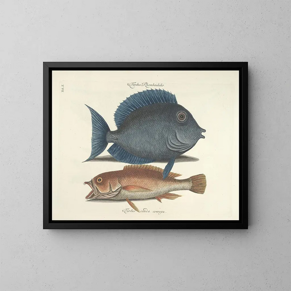 Bilder von Fischen, Schlangen, Insekten und anderen Tieren sowie einiger Pflanzen - Mark Catesby — gerahmtes Bild an der Wand