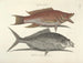 Bilder von Fischen, Schlangen, Insekten und anderen Tieren sowie einiger Pflanzen - Mark Catesby — Ansicht des Kunstwerks