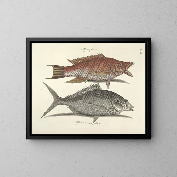 Bilder von Fischen, Schlangen, Insekten und anderen Tieren sowie einiger Pflanzen - Mark Catesby — gerahmtes Bild an der Wand