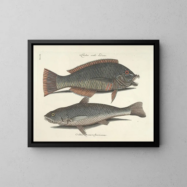 Bilder von Fischen, Schlangen, Insekten und anderen Tieren sowie einiger Pflanzen - Mark Catesby — gerahmtes Bild an der Wand