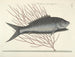 Bilder von Fischen, Schlangen, Insekten und anderen Tieren sowie einiger Pflanzen - Mark Catesby — Ansicht des Kunstwerks