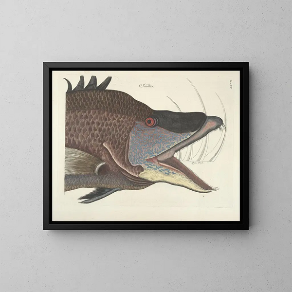 Bilder von Fischen, Schlangen, Insekten und anderen Tieren sowie einiger Pflanzen - Mark Catesby — gerahmtes Bild an der Wand