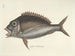 Bilder von Fischen, Schlangen, Insekten und anderen Tieren sowie einiger Pflanzen - Mark Catesby — Ansicht des Kunstwerks