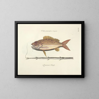 Mark Catesby - Piscium serpentum insectorum aliorumque nonnullorum animalum nec non plantarum quarundam imagines Pl017.webp