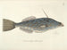 Bilder von Fischen, Schlangen, Insekten und anderen Tieren sowie einiger Pflanzen Pl019 - Mark Catesby — Ansicht des Kunstwerks