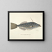 Bilder von Fischen, Schlangen, Insekten und anderen Tieren sowie einiger Pflanzen Pl019 - Mark Catesby — gerahmtes Bild an der Wand